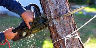 Best Tree and Shrub Care  in Burnsville, MN